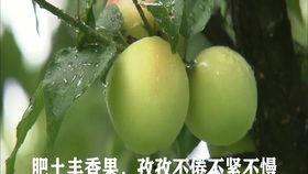 小树林吃瓜,一场别开生面的夏日盛宴  第1张